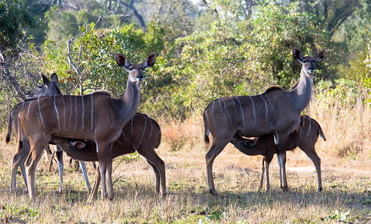 Kudu Nurse Kev Kudu Nurse Kev