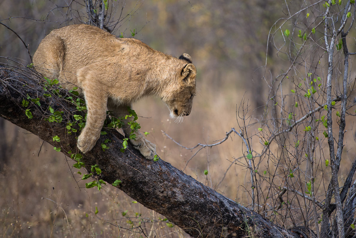 Lion Hunts Buffalo 8 1 Lion Hunts Buffalo 8 1