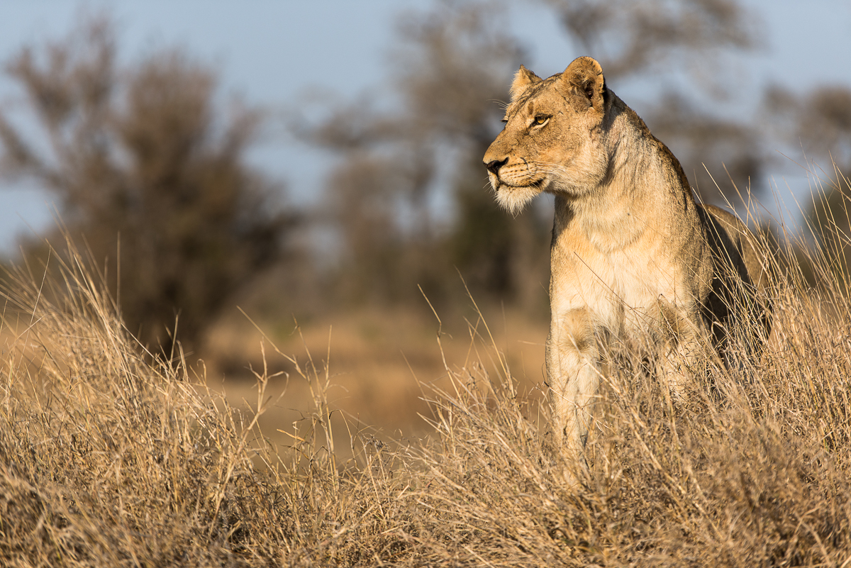 Southern Pride 4 4 4 4 4 4 Southern Pride 4 4 4 4 4 4