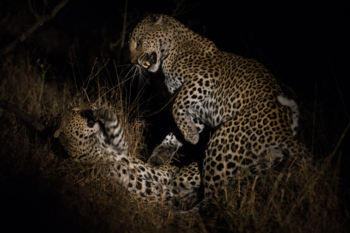 Leopards Mating 1 Leopards Mating 1