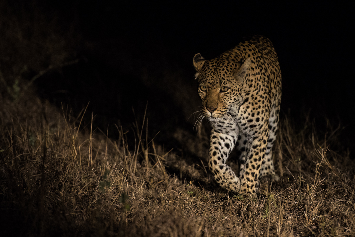 Leopards Mating 2 Leopards Mating 2