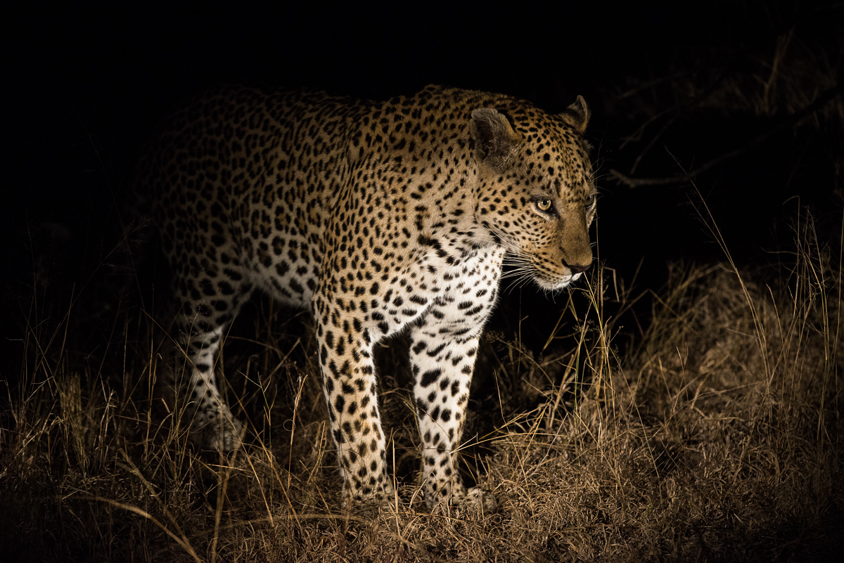 Leopards Mating 3 1 Leopards Mating 3 1