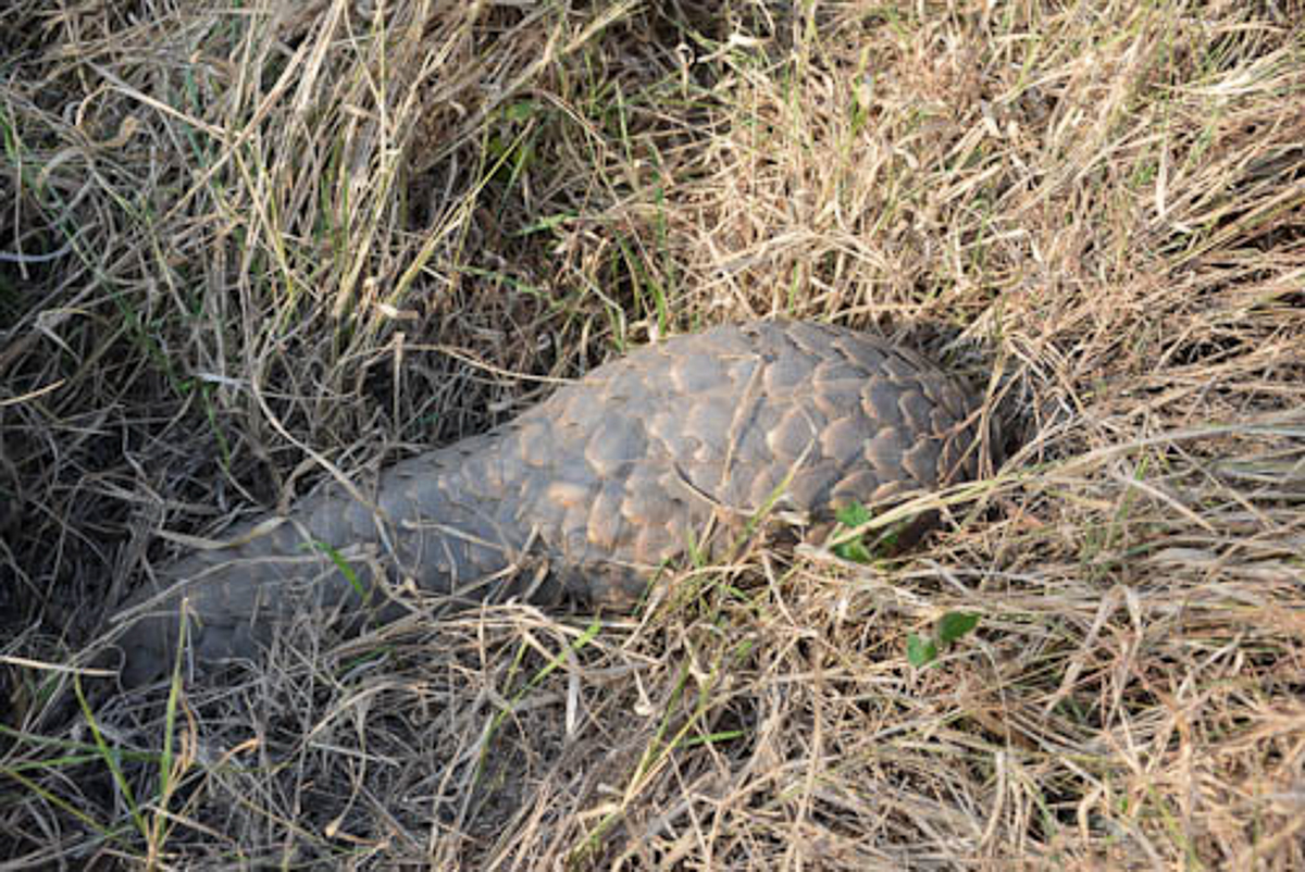 Pangolin Image 1 Grant Pangolin Image 1 Grant