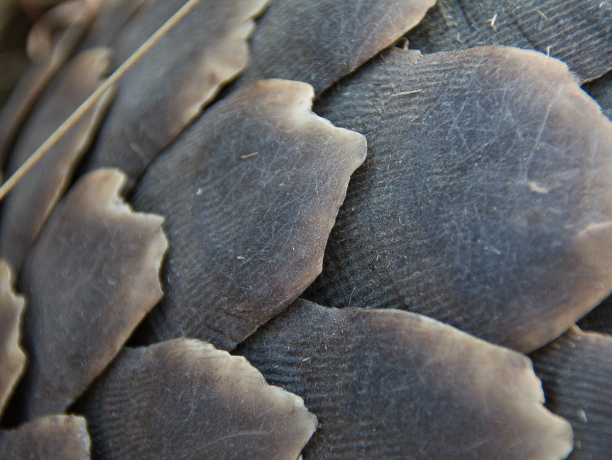Pangolin Image 2 2 Pangolin Image 2 2