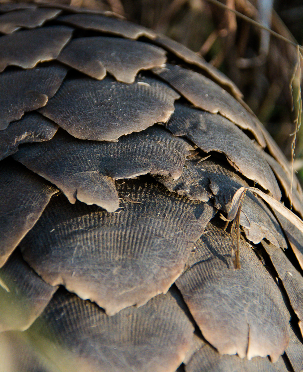 Pangolin Image 3 Pangolin Image 3
