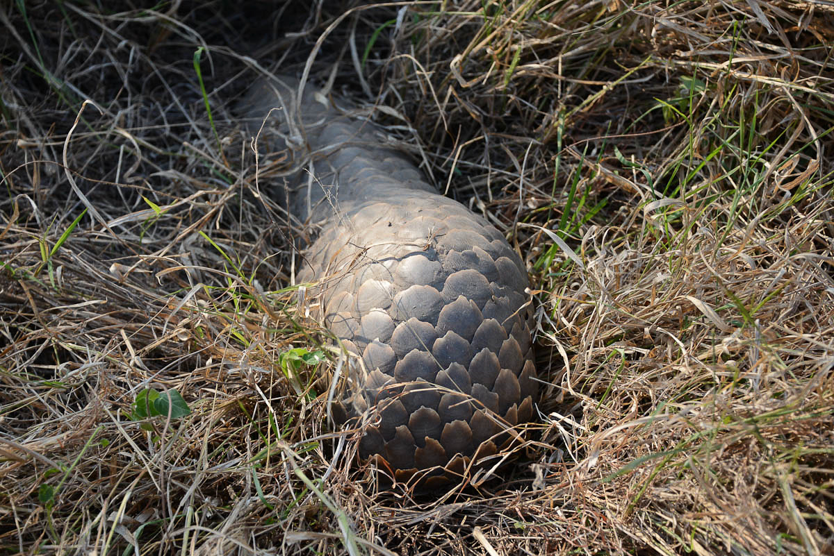 Pangolin Image 4grant Pangolin Image 4grant