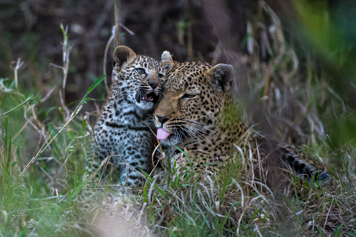 Warthog Wallow And Cub 10 Warthog Wallow And Cub 10