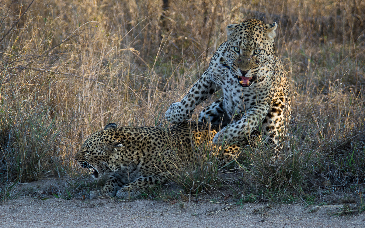 Mashlatin Mating Mashlatin Mating