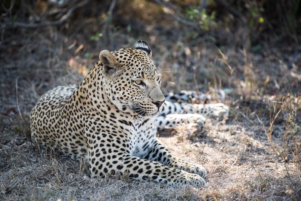 Leopard 2 Leopard 2