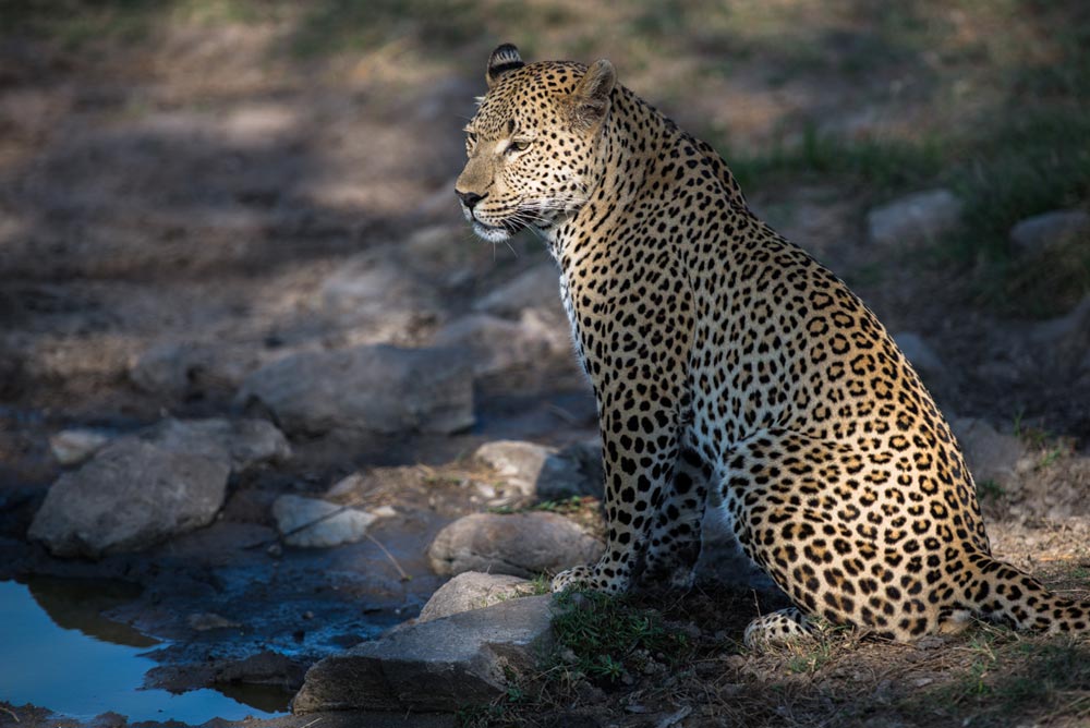 Leopard 3 Leopard 3