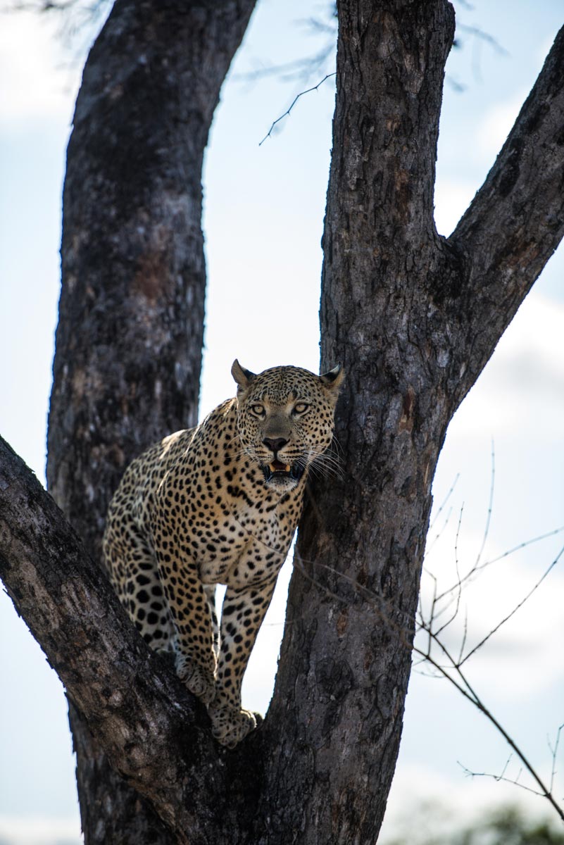 Leopard 5 Leopard 5
