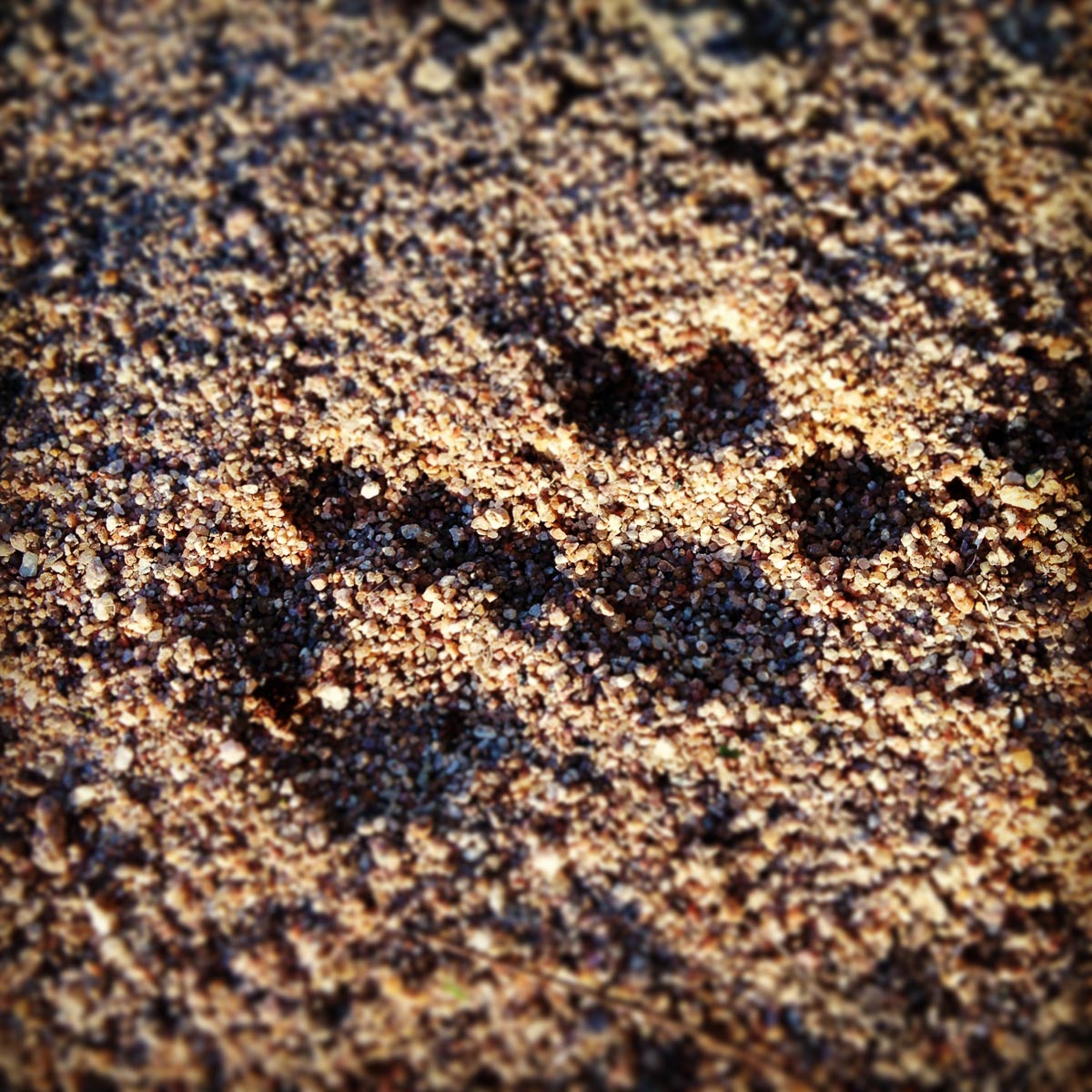 Leopard Track Pic 1 Leopard Track Pic 1