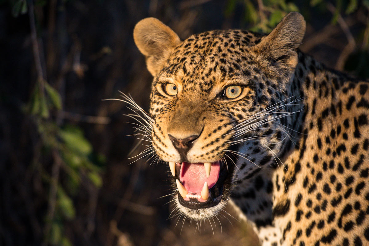 Leopards 2 Leopards 2
