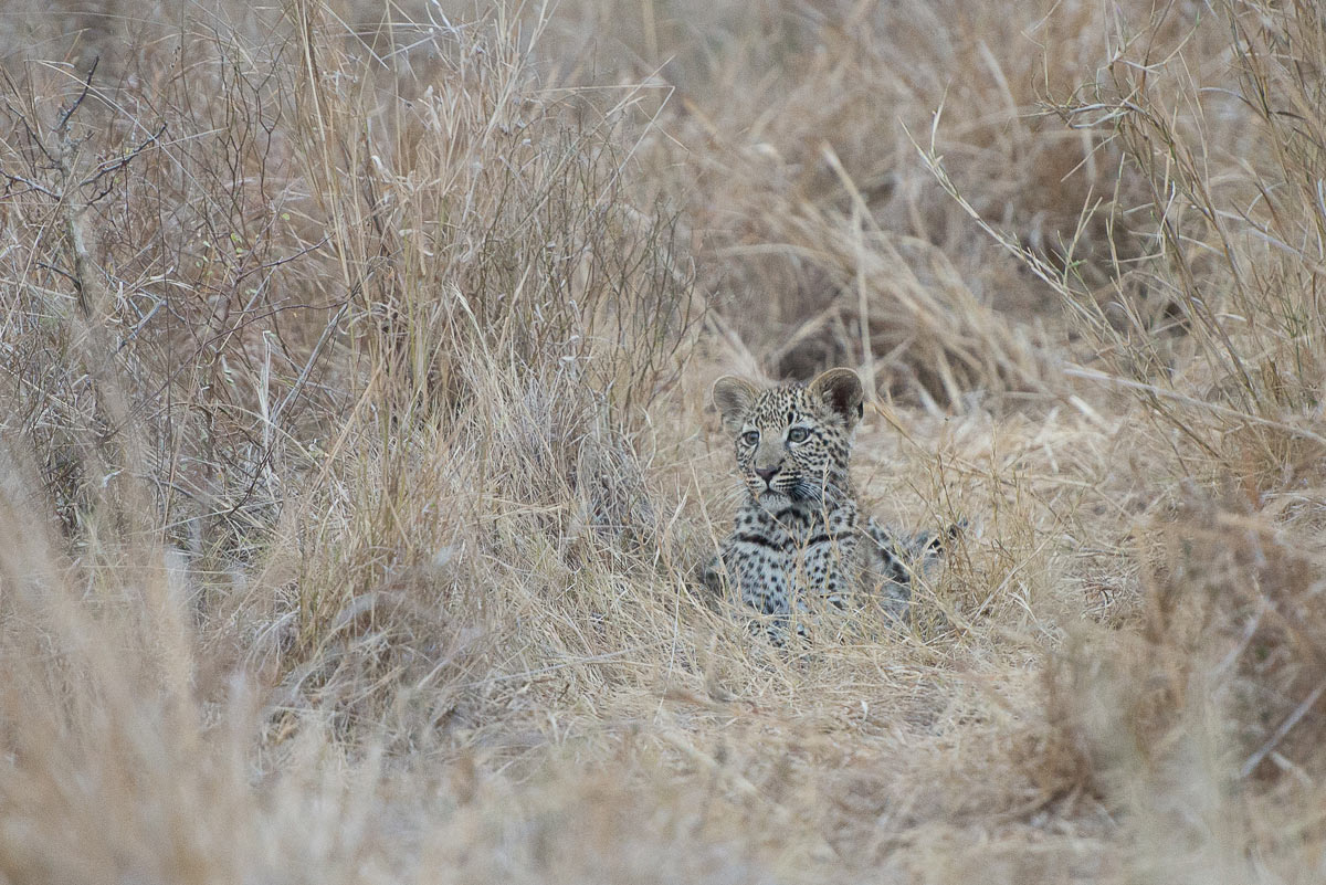 Leopards 3 Leopards 3