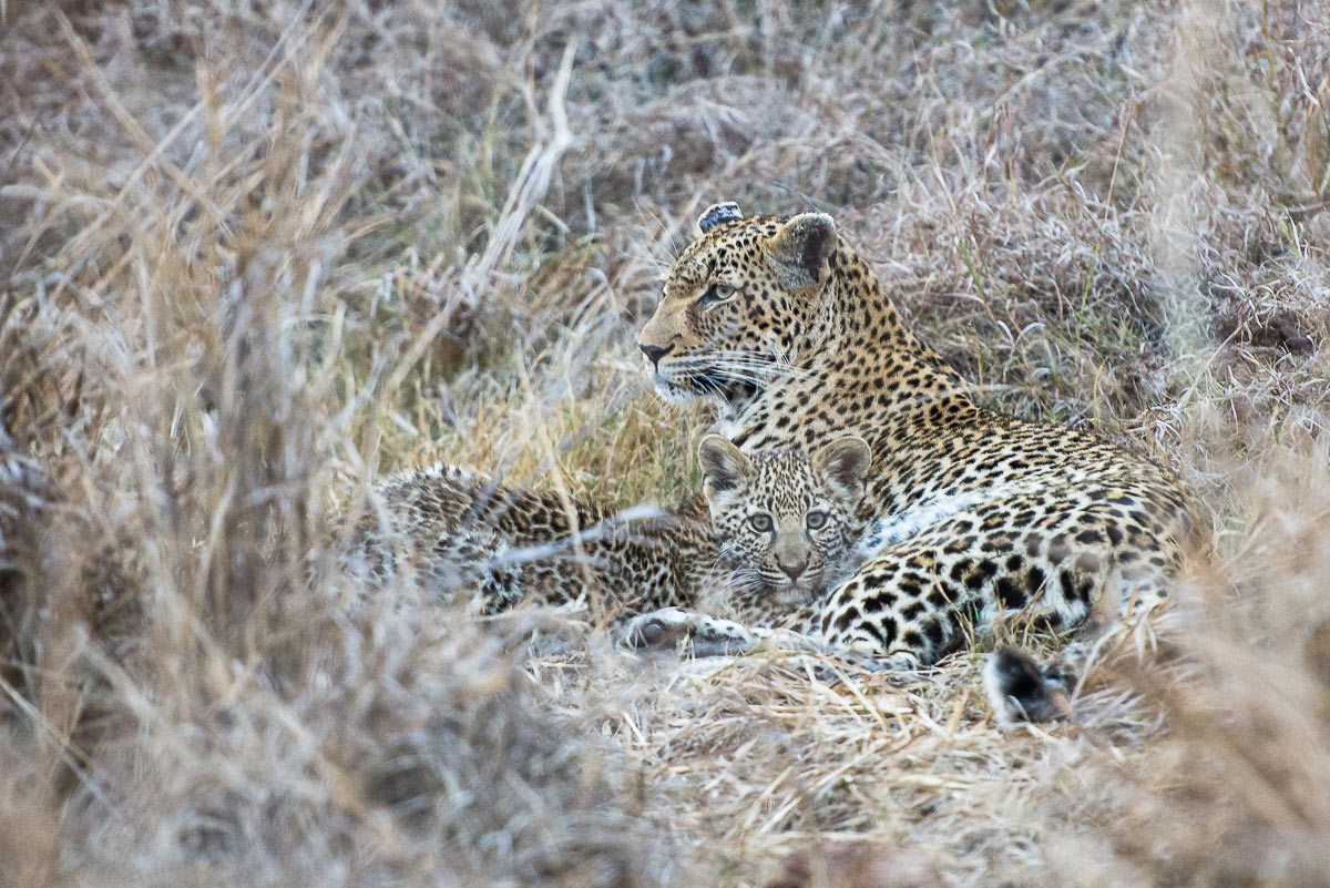 Leopards 4 Leopards 4