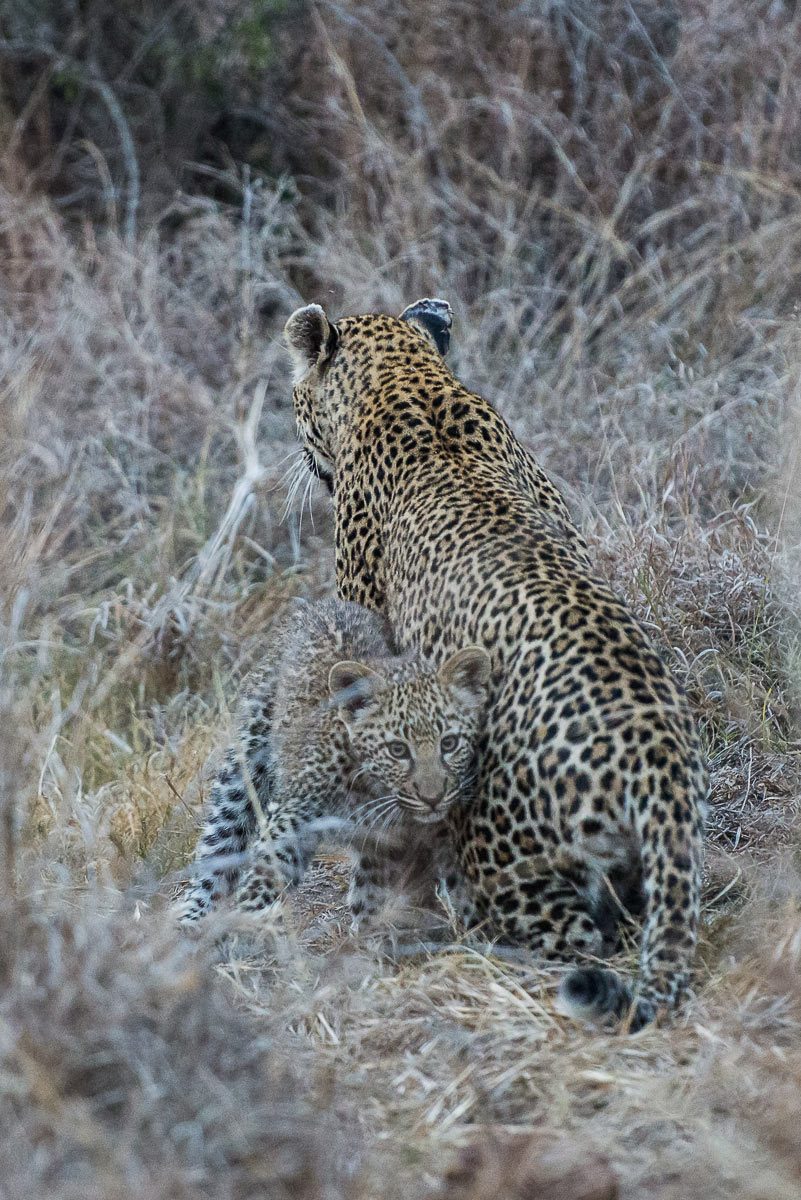 Leopards 5 Leopards 5