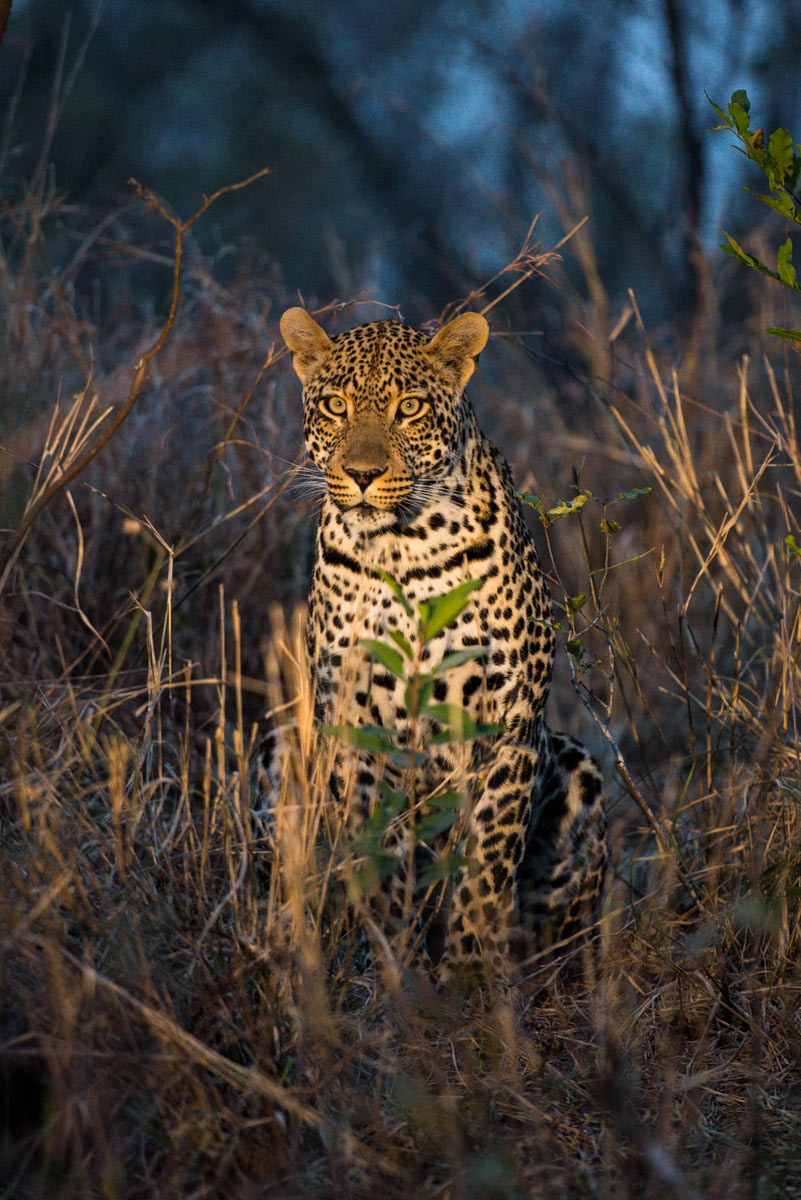 Leopards Leopards