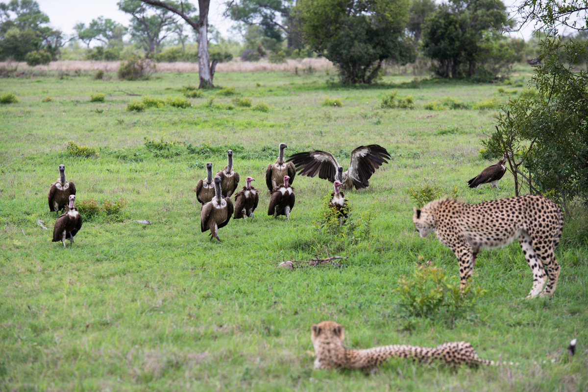 Cheetahchase 1 Cheetahchase 1
