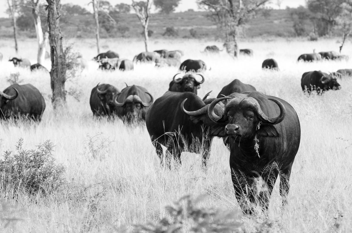 Lions And Buffalo On Foot Lions And Buffalo On Foot