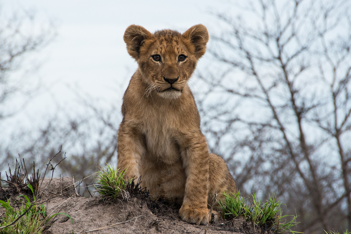 Cub Xidulu1 Cub Xidulu1