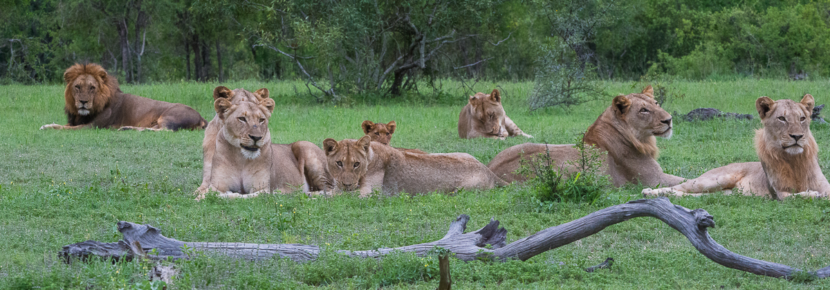 Lions Everywhere Pano Lions Everywhere Pano
