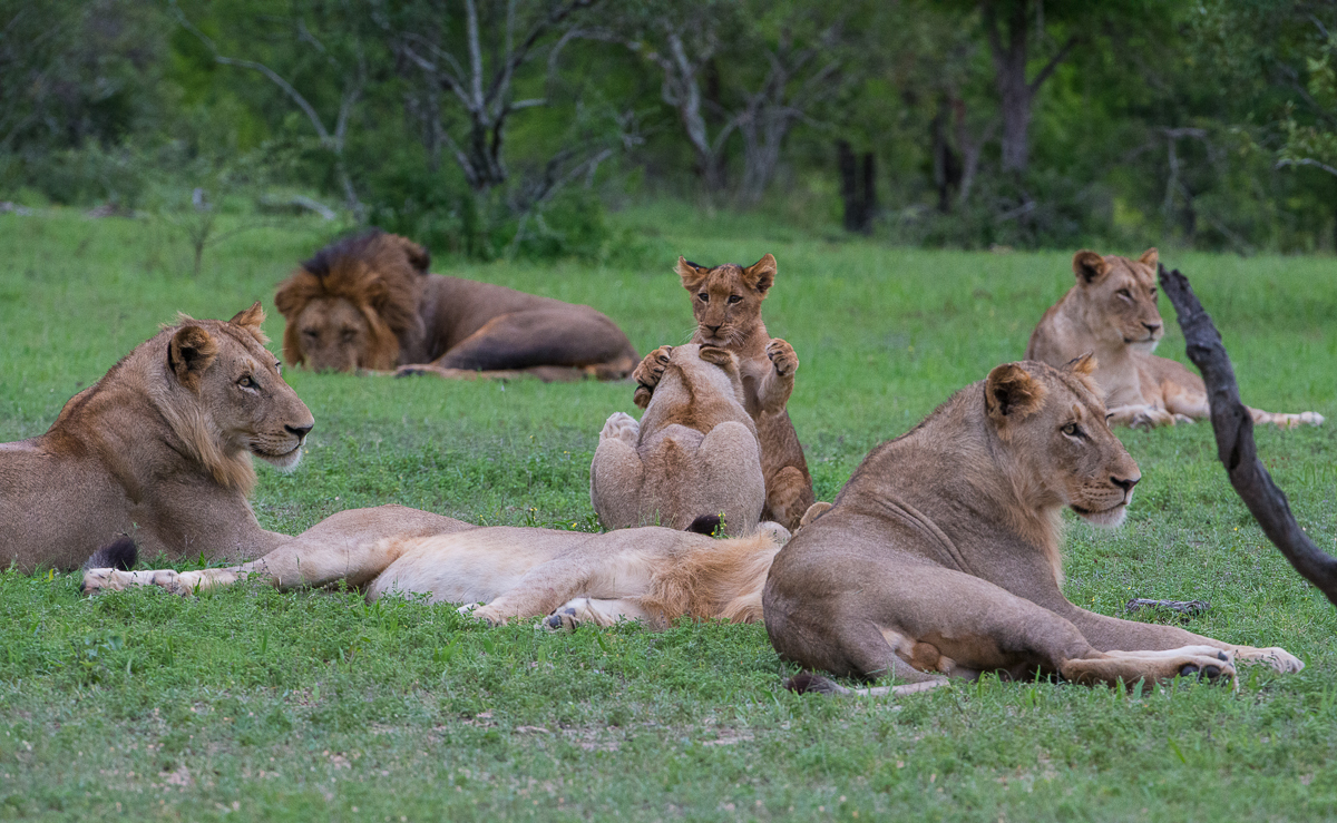Southern Pride1 Southern Pride1