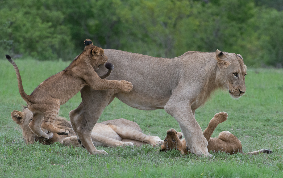 Southern Pride2 Southern Pride2