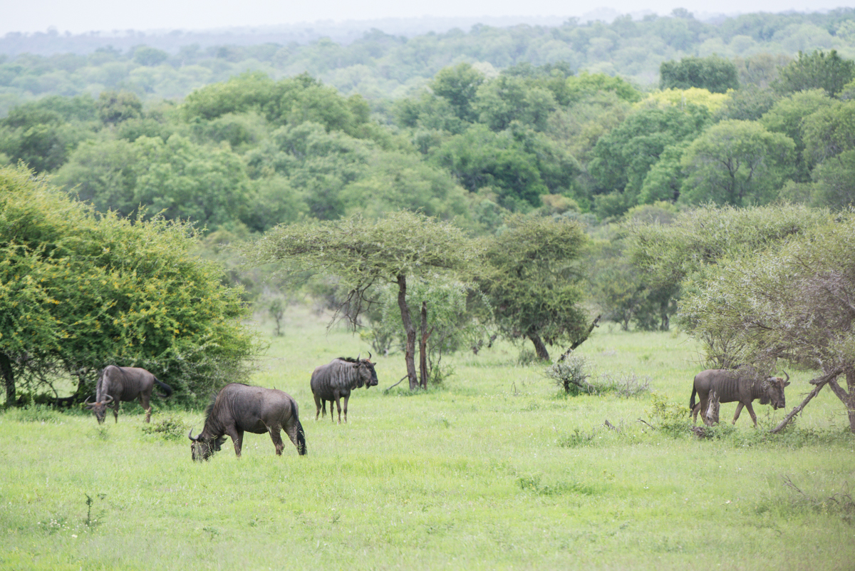 Wildebeest Birth 2 Wildebeest Birth 2