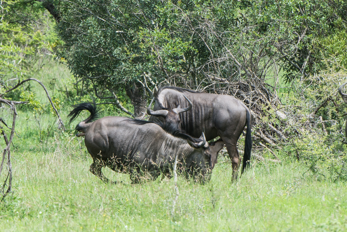 Wildebeest Birth Wildebeest Birth