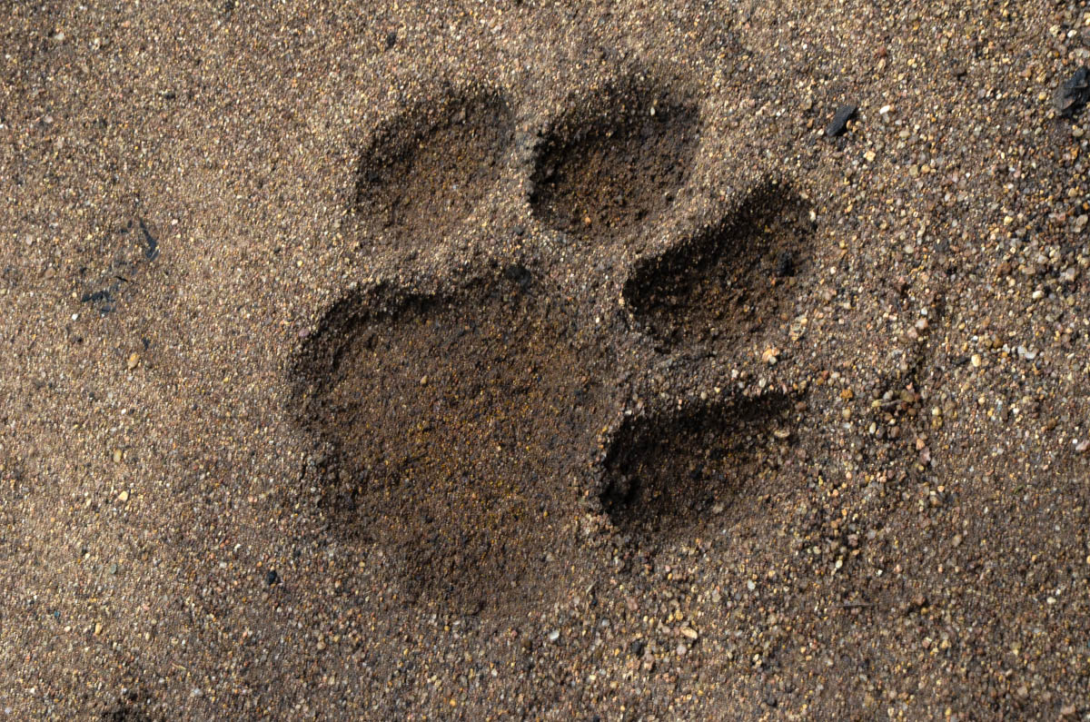 Lion Track Lion Track