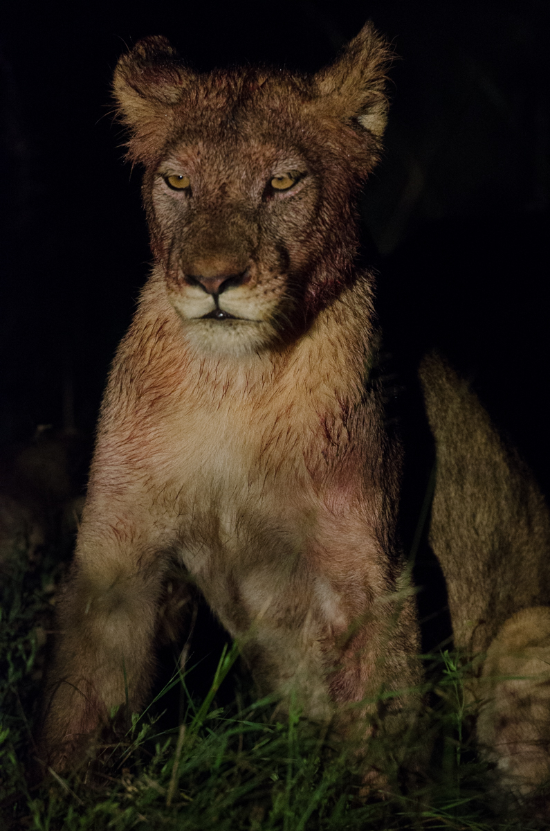 Southern Pride 5 Southern Pride 5