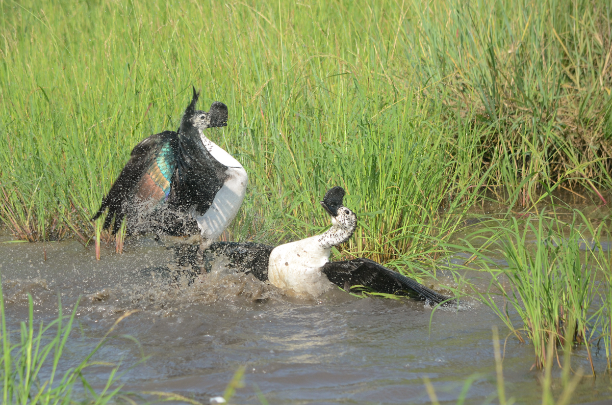 KNob Billed Ducks KNob Billed Ducks