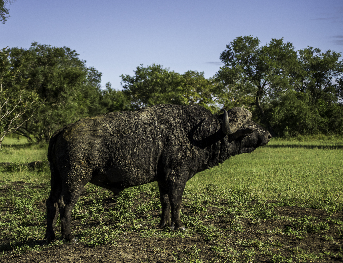 Buffalo Bulls 2 Buffalo Bulls 2