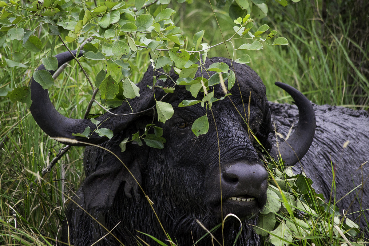 Buffalo Camouflage Buffalo Camouflage