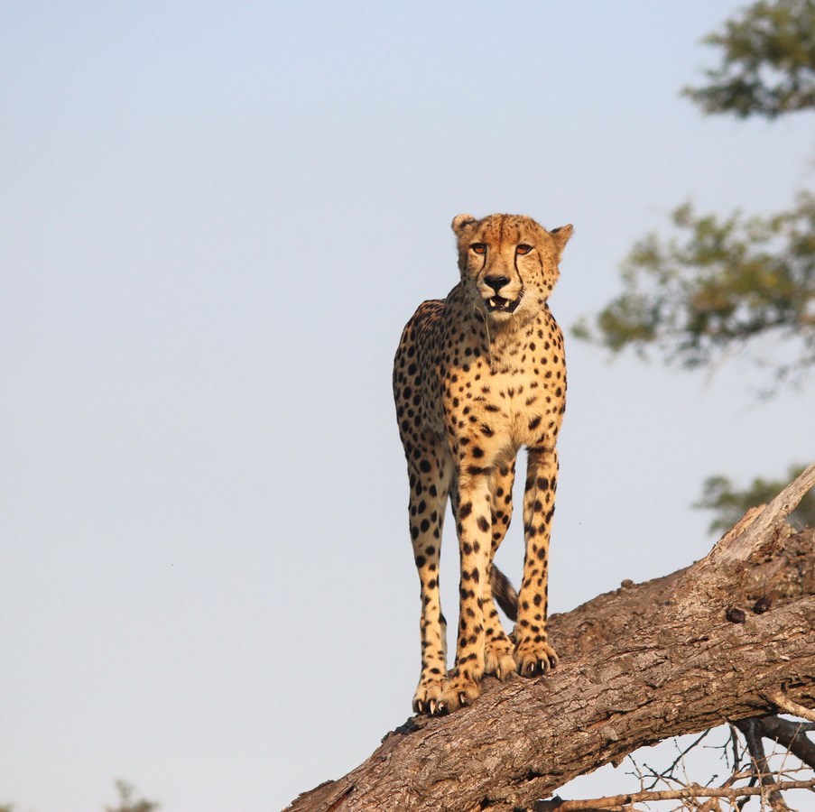 Cheetah 2 Copy Cheetah 2 Copy
