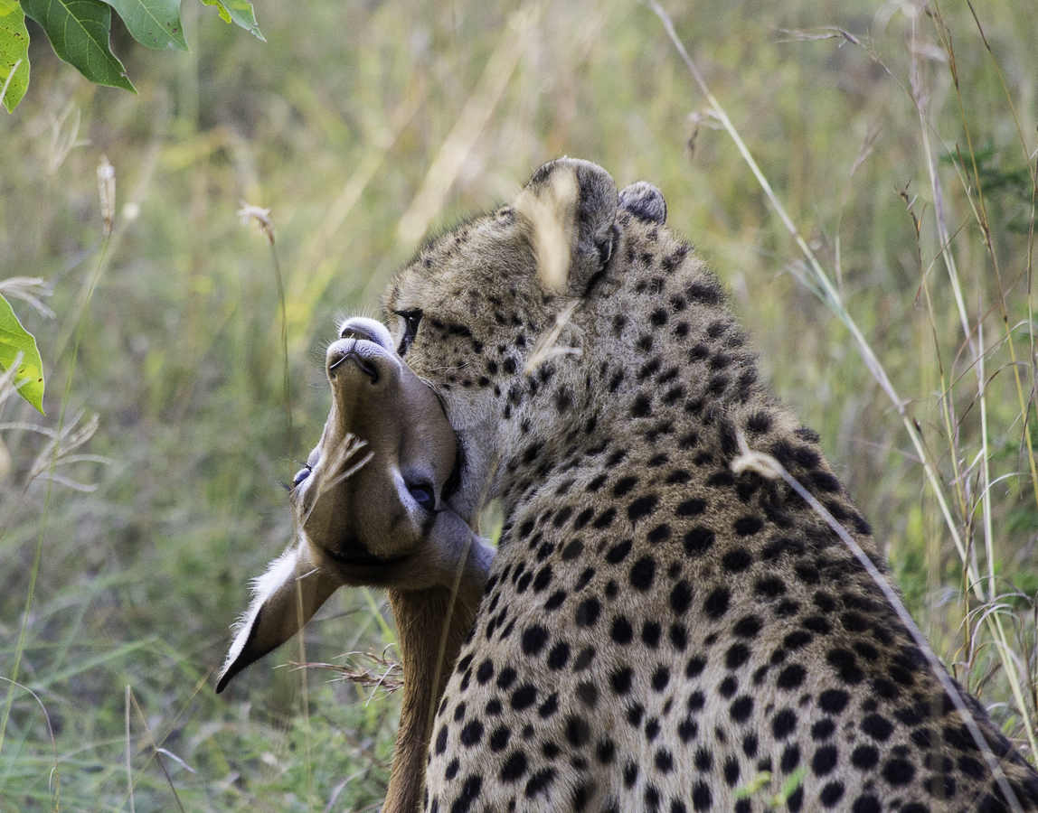 Cheetah Impala Kill 1 Cheetah Impala Kill 1