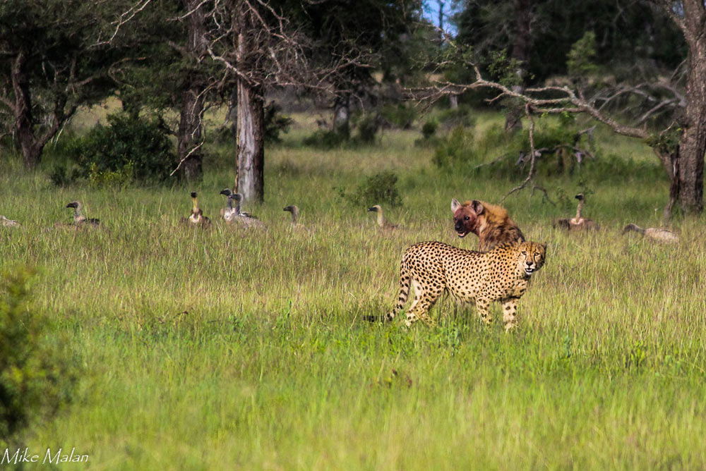 Cheetah Cheetah