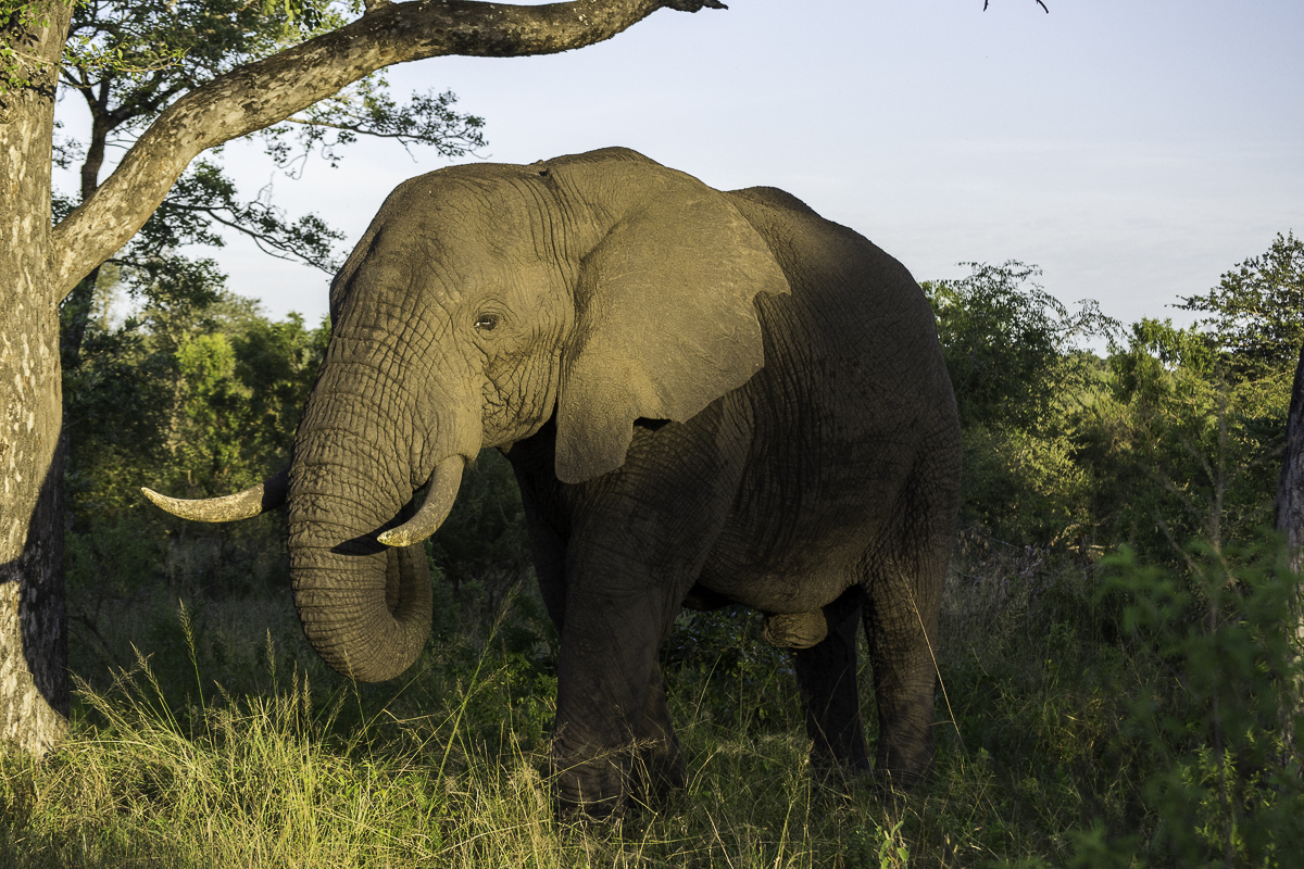 Elephants 6 Elephants 6