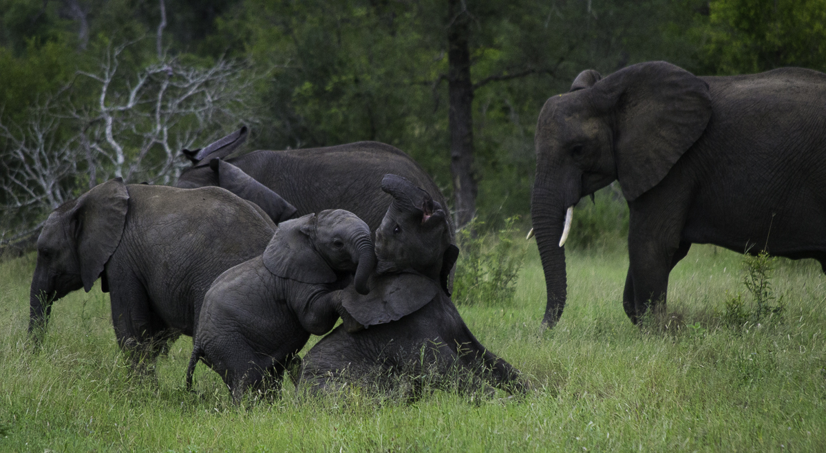 Ellies Playing Ellies Playing