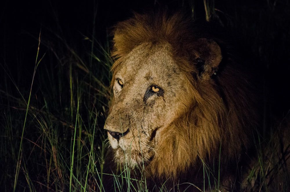 Kruger Male Kruger Male
