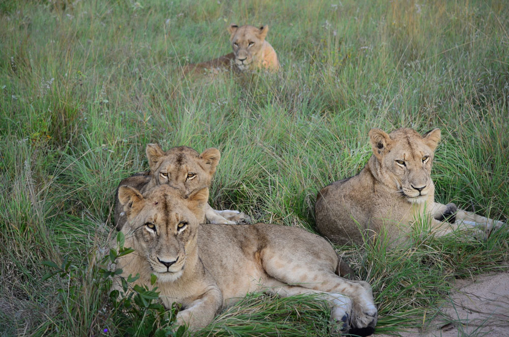 Lionnesses Lionnesses