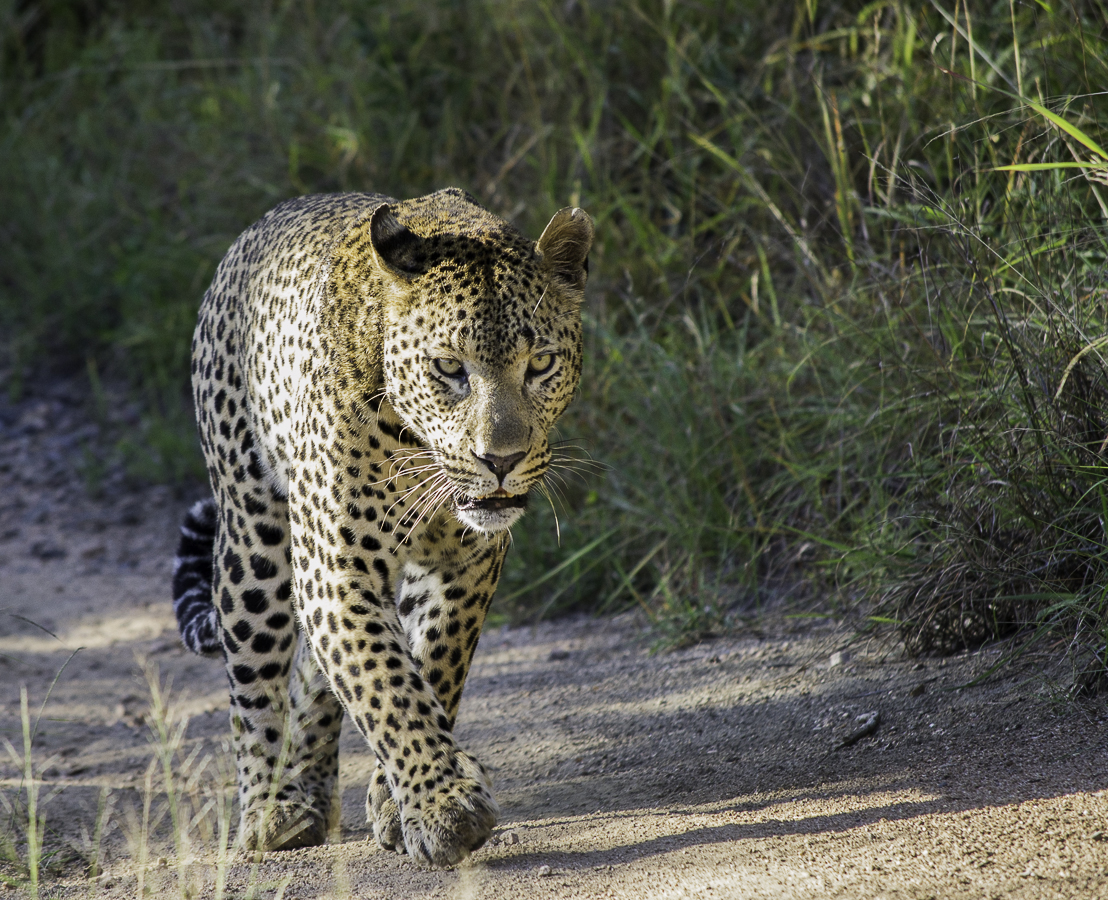 Maxabeni 1 Maxabeni 1