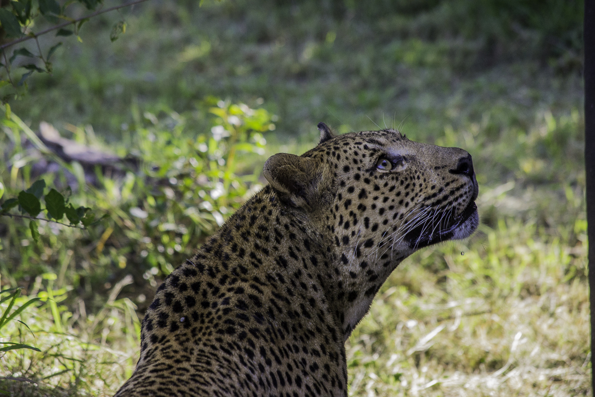 Maxabeni 3 Maxabeni 3