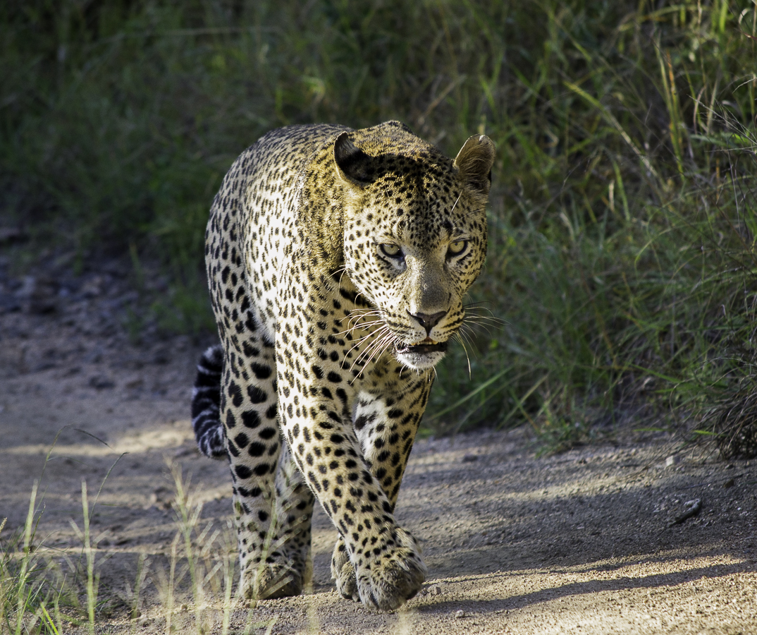Maxabeni Patrol Maxabeni Patrol