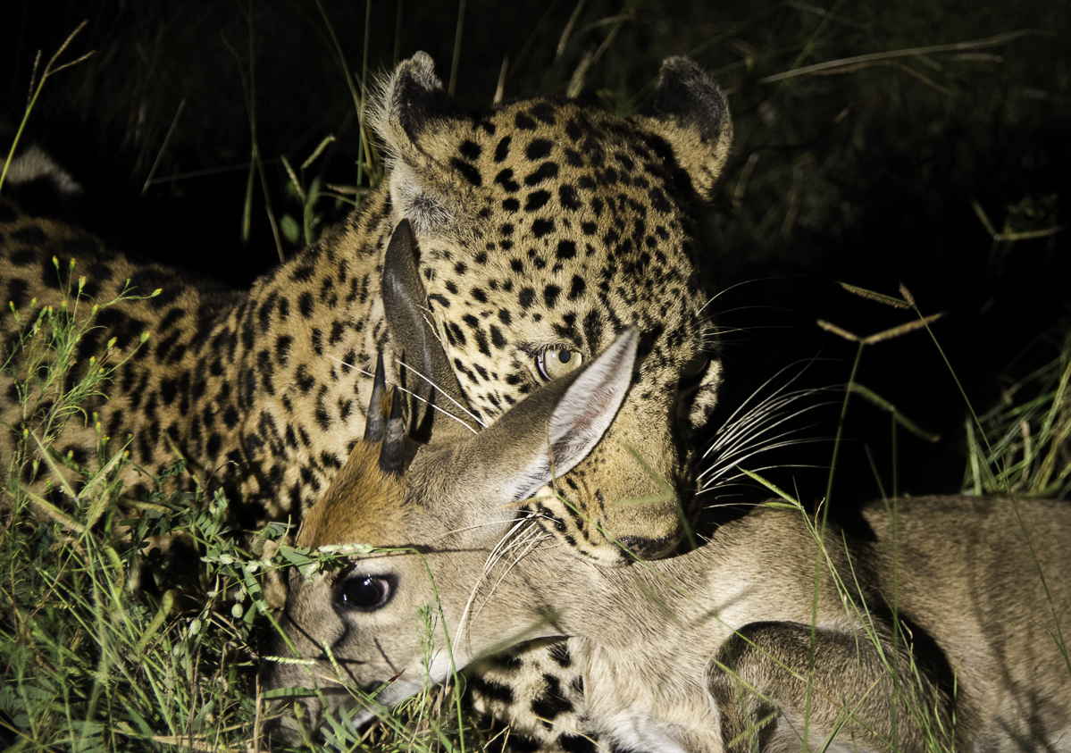 Nottens Duiker Kill 2 Nottens Duiker Kill 2