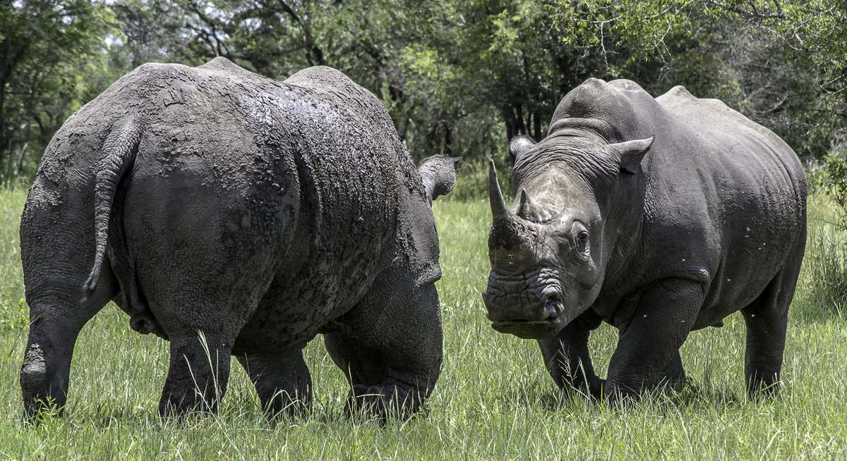 Rhino Fight Rhino Fight