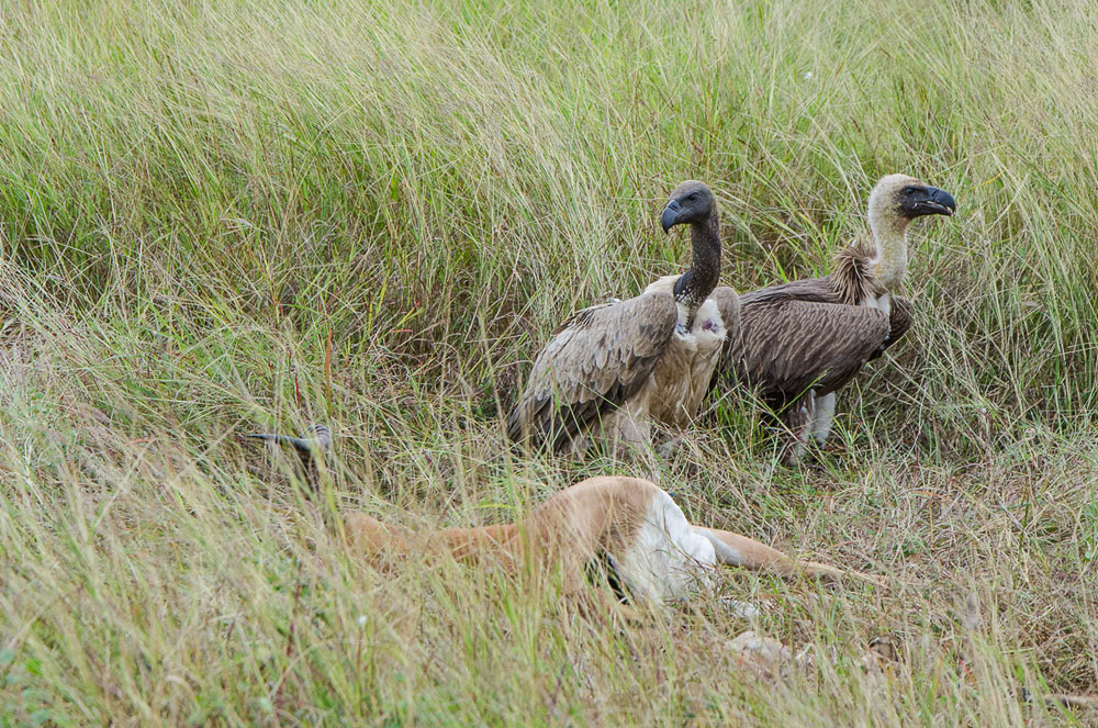 Vultures On Cheetah Kill 1 Vultures On Cheetah Kill 1