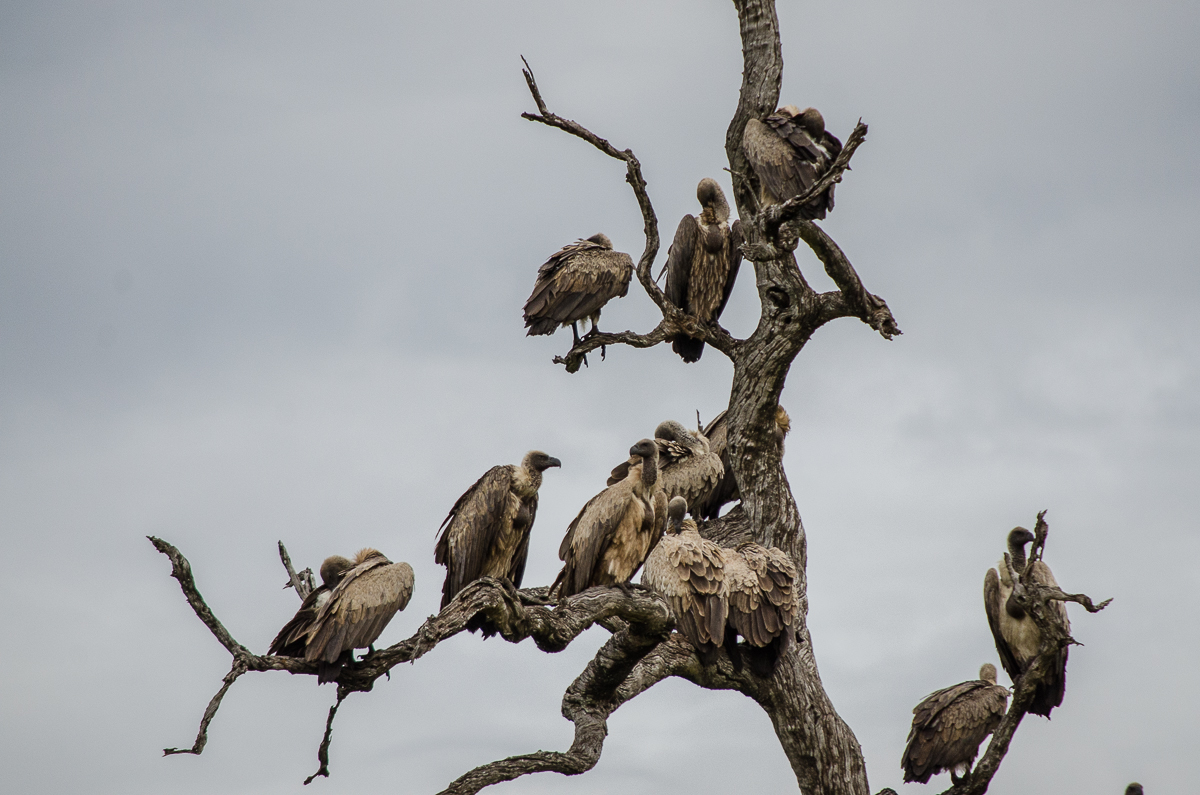 Vultures On Cheetah Kill 2 Vultures On Cheetah Kill 2
