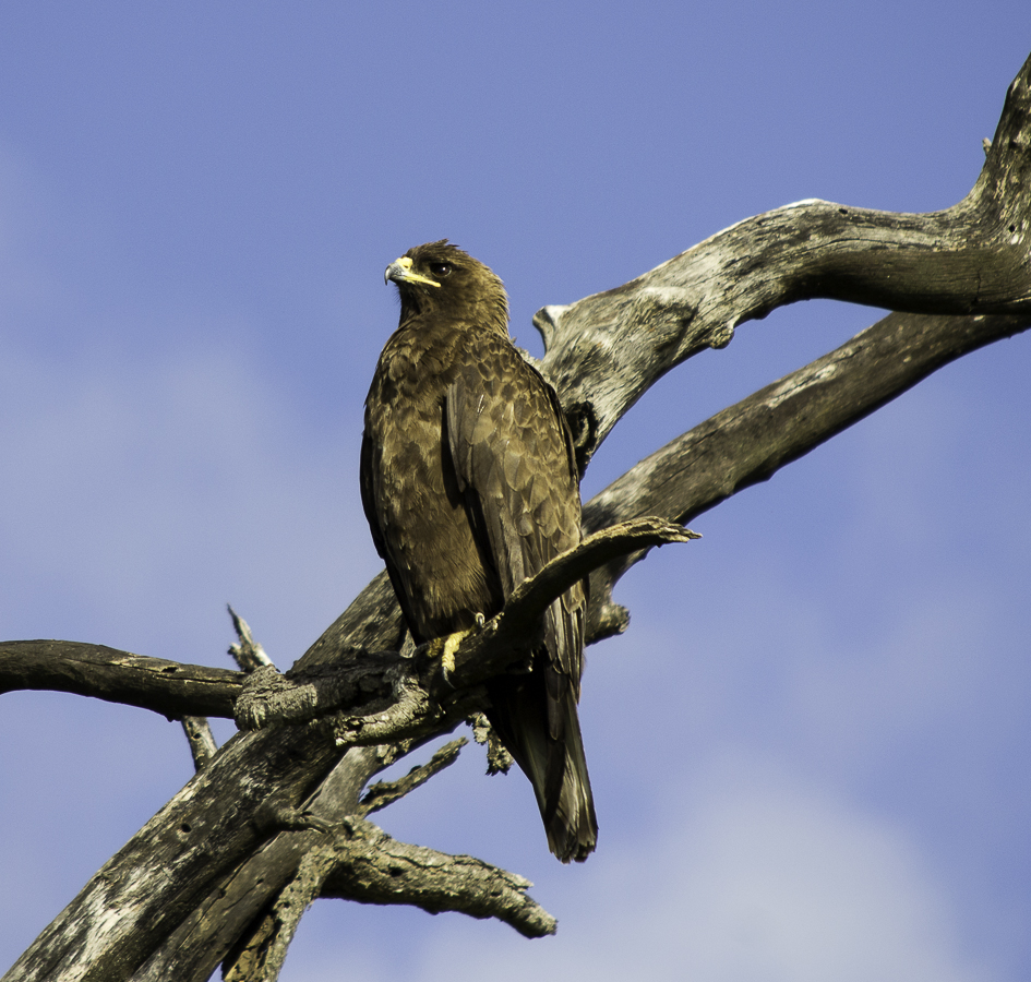 Wahlbergs Eagle Wahlbergs Eagle