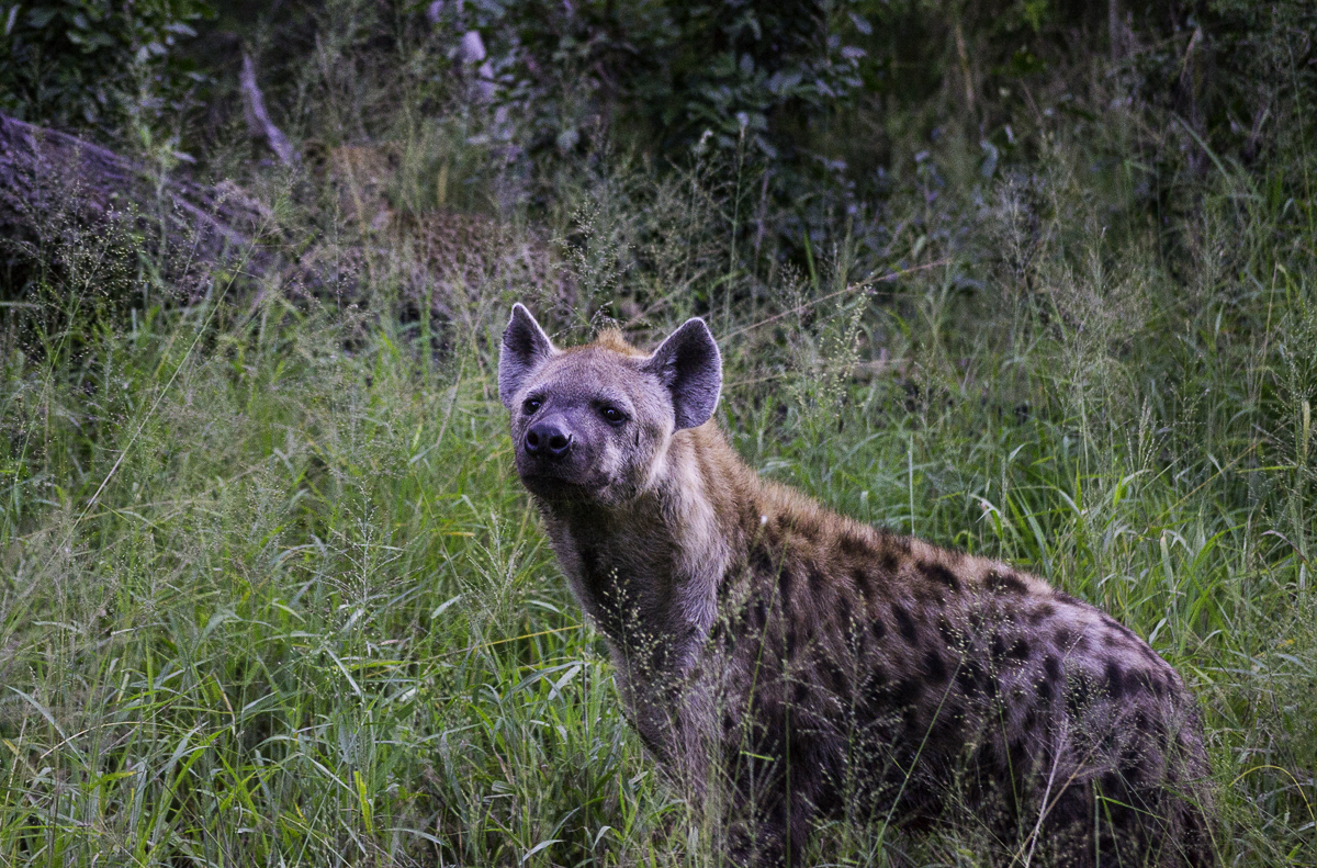 Warthog Wallows Cub 2 Warthog Wallows Cub 2